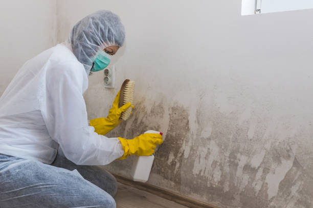Best Local Mold Removal Service  in Bryn Athyn, PA