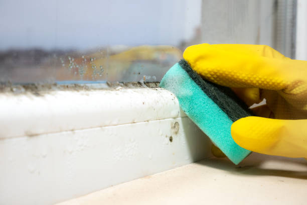 Best Mold Cleaning Services  in Bryn Athyn, PA