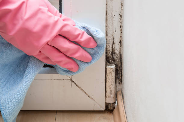 Mold Removal and Inspection in Bryn Athyn, PA