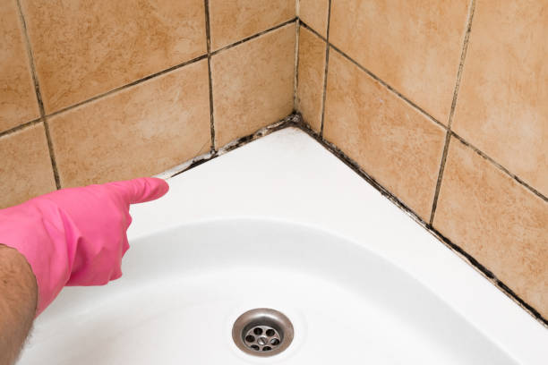 Best Fast Mold Removal  in Bryn Athyn, PA